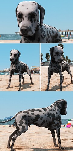 dalmatian