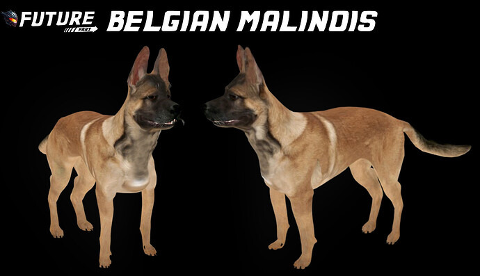 [PAID] Future Belgian Malinois [PED] [DOG] [PETS] Thumbnail
