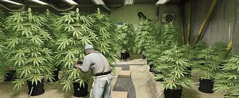 weed1