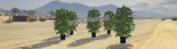 [PAID][QBCore]Kamkus weedplanting | Plant weed from everywhere Thumbnail