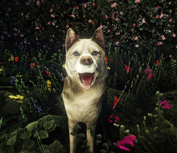 Husky Dog [PED] [DOG] [PETS] thumbnail 4
