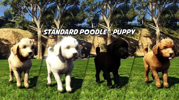 Standard Poodle Puppy - Addon Dog Ped