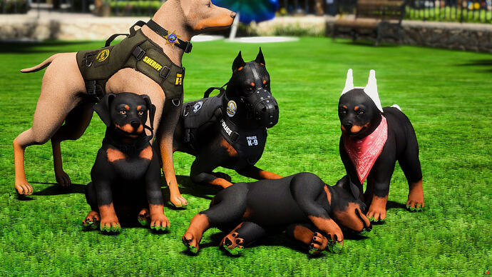 Doberman Bundle 3