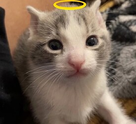 innocent