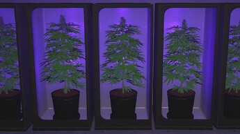 Weed Production thumbnail 5