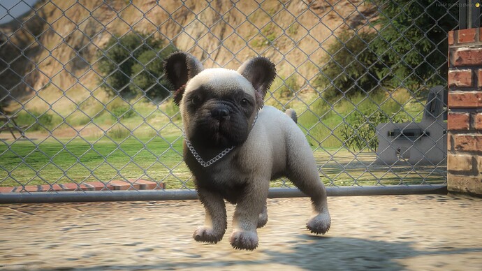 French Bulldog Puppy - FiveM Releases - Cfx.re Community
