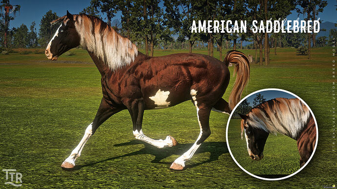 ttr_saddlebred