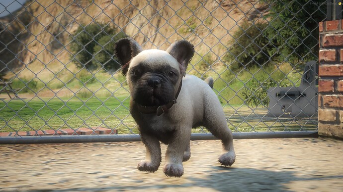 French Bulldog Puppy thumbnail 3