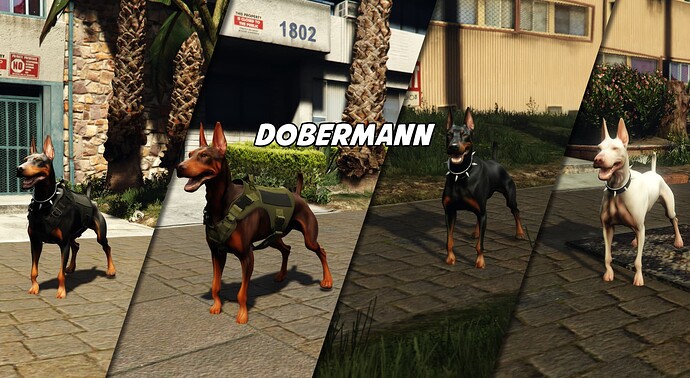 dobermann