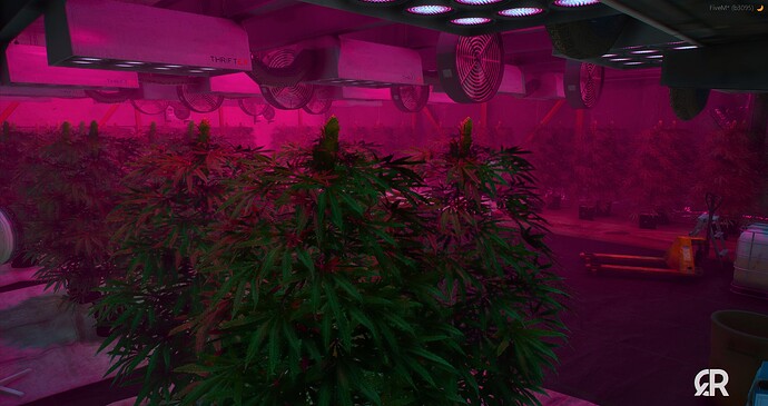 Weed Room