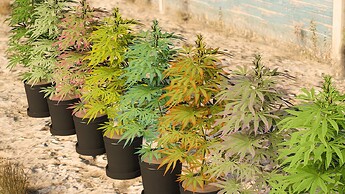 Weed Production thumbnail 6