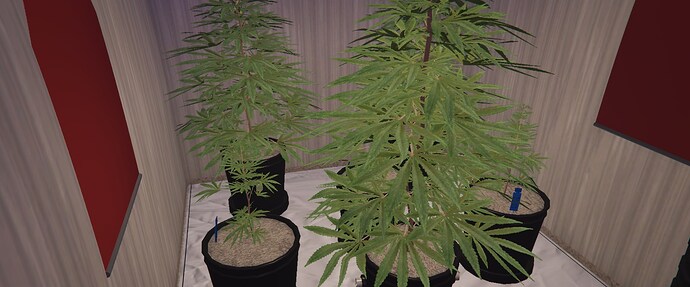 FiveM_b3570_GTAProcess_XwRwsc0yRg