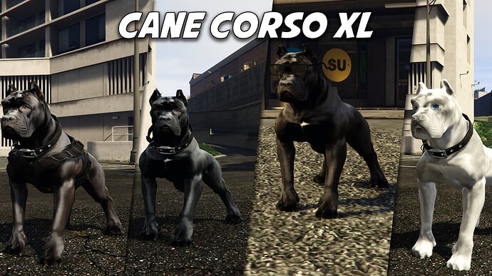 canecorsoxl