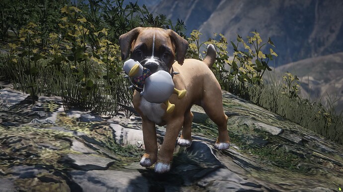 Ducky Toy
