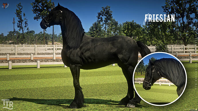 ttr_friesian