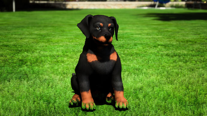 Doberman K9 Puppy 7