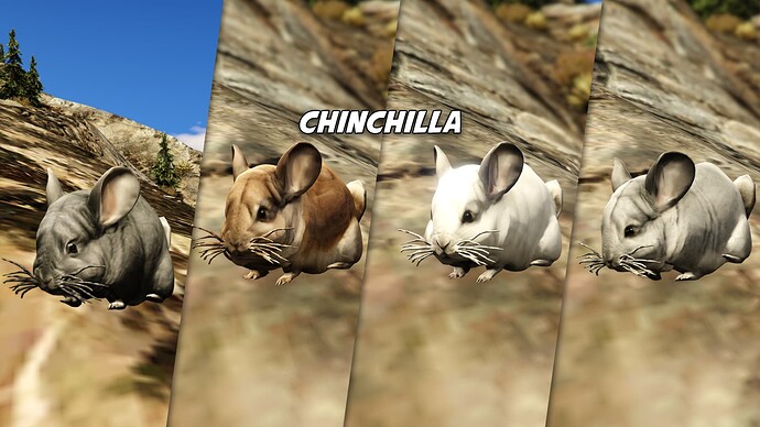 chinchillaprp