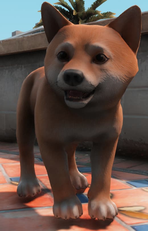 shiba