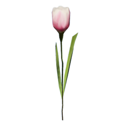 idrp_tulip_solo