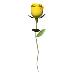 idrp_yrose_solo