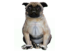 pet_pug