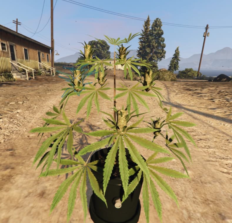 :tanabata_tree: zWeed the definitive weed growing system  Thumbnail