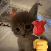 cat-holding-a-rose-hand-emoji-charles-scarlet-wing