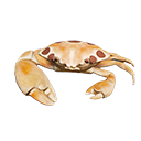 crab