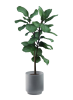 skrill_japa_plant